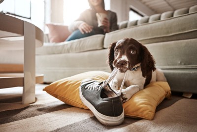 ソファの下でイタズラする犬