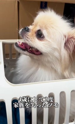 2度家族を失った犬