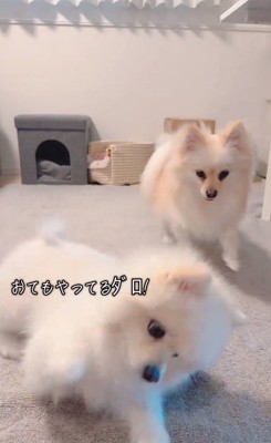 オテするベアくん