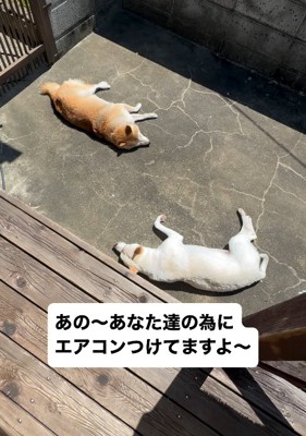 日向ぼっこする姉妹犬