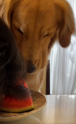 お手本を見せるお姉ちゃん