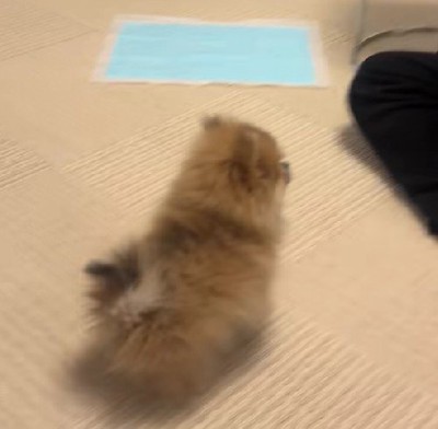 「フセ」を特訓