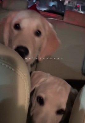 飼育放棄された2匹