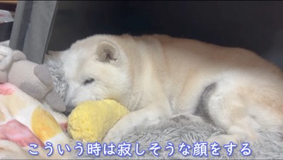 寂しそうな顔をする犬