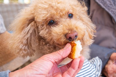 おやつをもらっている犬