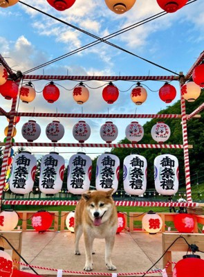 夏を満喫する柴犬