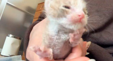 女性の手のひらに乗せられた子猫