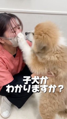 女性が着けているマスクに前足をかける子犬