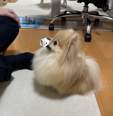 可愛さ