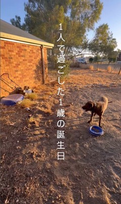 リバくんが2歳になるまで3