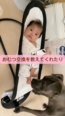 赤ちゃんのお尻に鼻を近づける犬