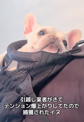 ドヤ顔する犬