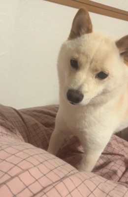 飼い主を見つめる犬
