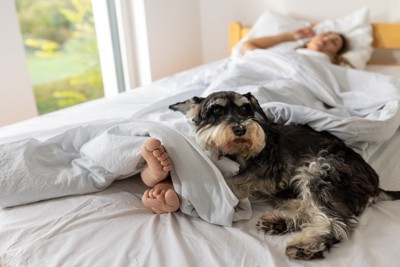 足元で寝ている犬