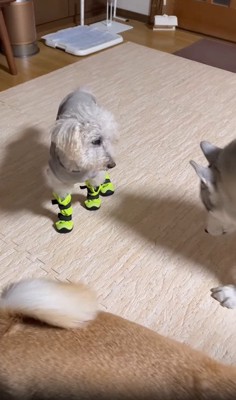 にらみ合う2匹の犬