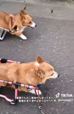 くぅちゃんと先住犬