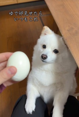 ゆで卵を欲しがるベラちゃん2