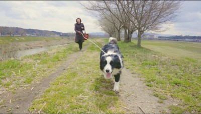 男性に向かって走っていくボーダーコリー