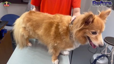 伸びきった毛が…