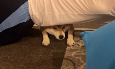 筋トレ中のお兄ちゃんとこじろー君5