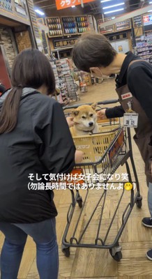 店員に顔を撫でられる犬