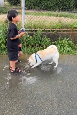 水たまりで遊ぶスズちゃんたち7