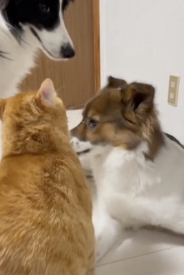 すべてを見ていたモモさんがそこに…