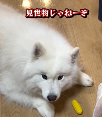 飼い主さんをにらむこはくちゃん