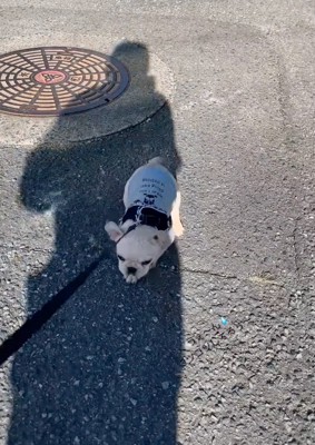 ゆらりゆらりと歩く子犬