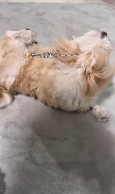 そあまるちゃんにキスしようとした時の反応8