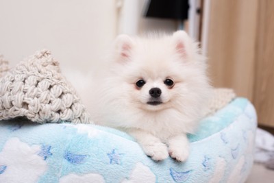 白い幼いポメラニアン