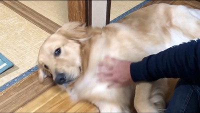 寝転がりながら、飼い主を見つめる犬