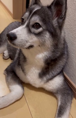 目だけコチラを見る犬