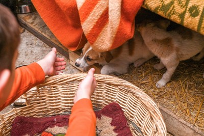 迷子犬の保護を試みる子ども