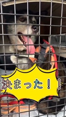 クレートの中で笑顔の犬