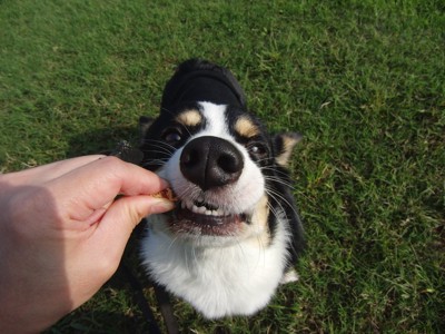 おやつをもらう犬