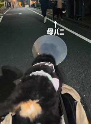 こざちゃんはカートです