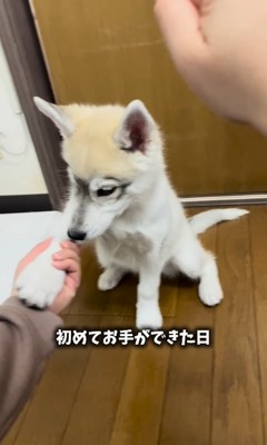 お手をするシベリアンハスキーの子犬