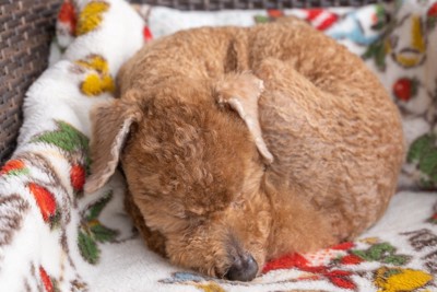 丸まって眠る犬