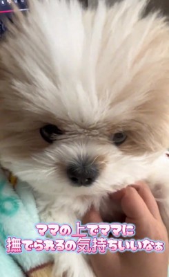 ママに撫でられる琥珀くん