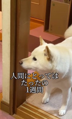 たった1週間でも…