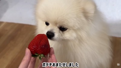 イチゴを差し出したら…