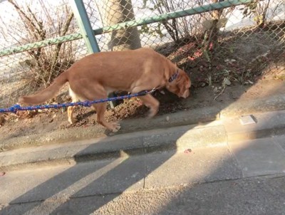 散歩する大型犬