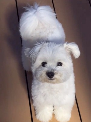 真っ白なぽんずくん2