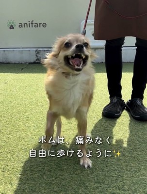 笑顔で外を歩く犬