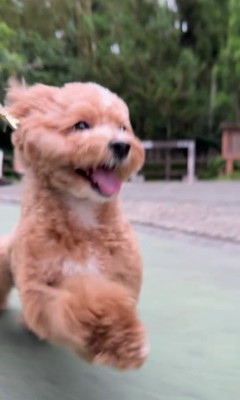 お母さんを見つけた時の福ちゃん＆米ちゃん8