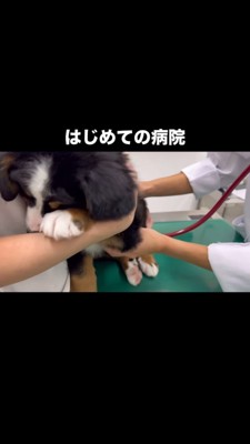 初めての病院で診察を受ける犬