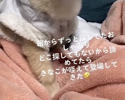 毛布の上に座る犬