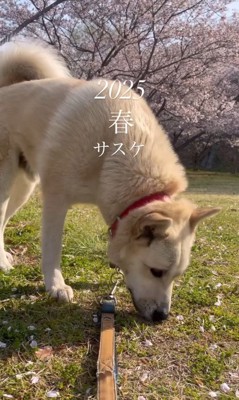 現在のサスケくん