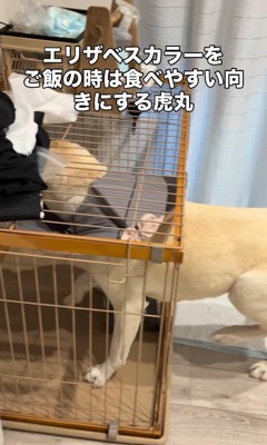 食べやすい向きになりました!